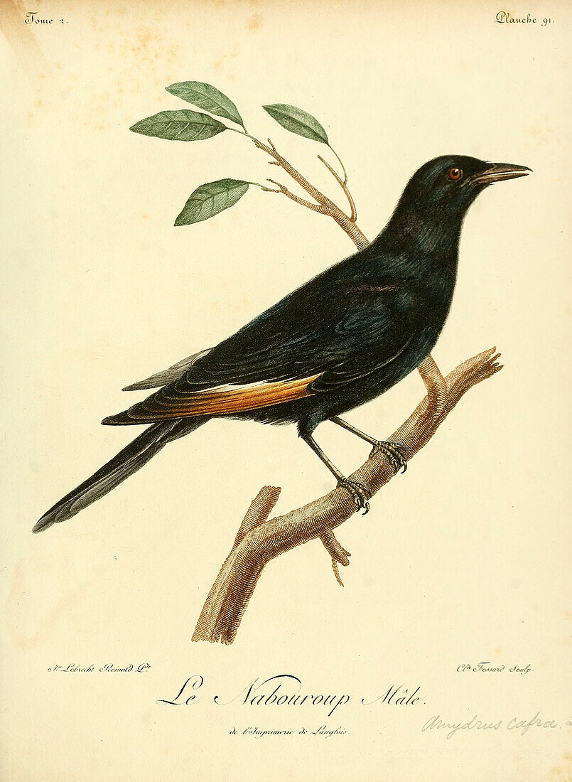 Pale-winged starling, 18th century illustration