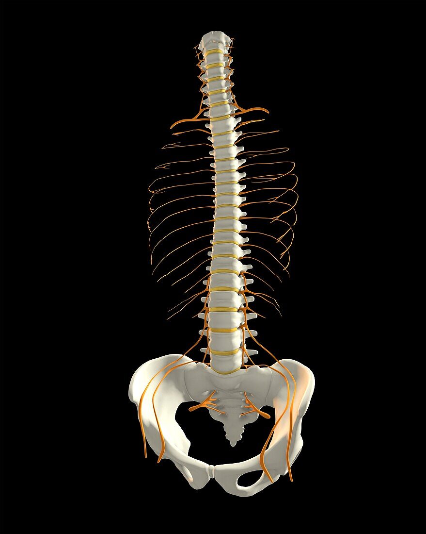 Human spine with spinal cord, illustration