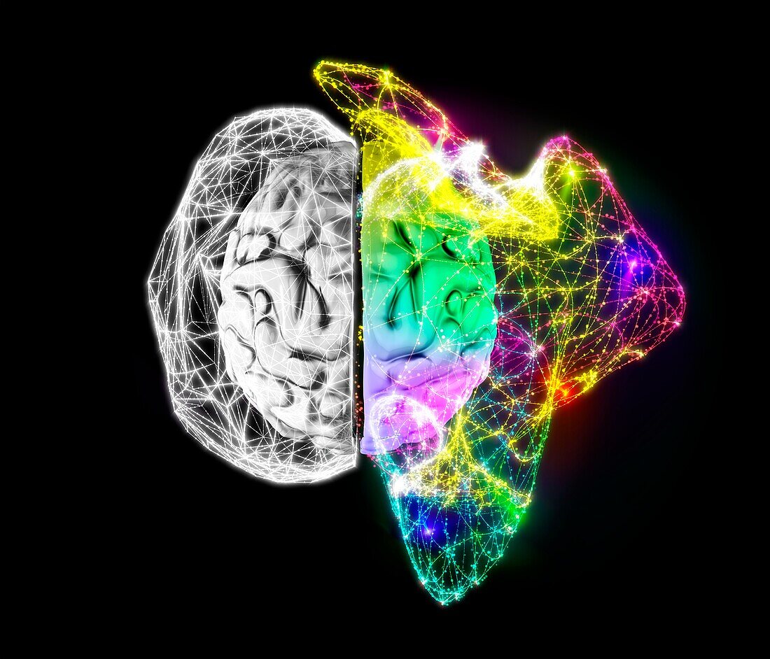 Human brain cerebral hemispheres, illustration
