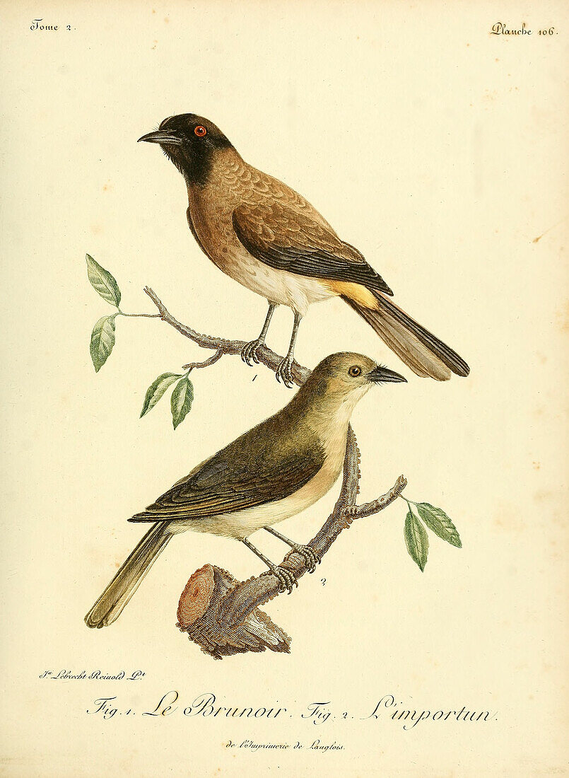 African red-eyed bulbul, 18th century illustration