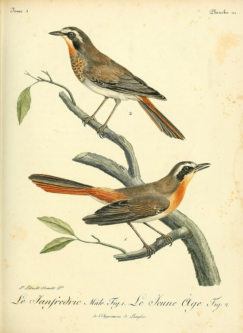 Cape robin-chat, 18th century illustration