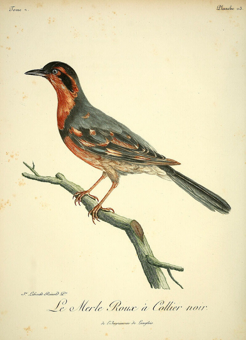 Blackbird, 18th century illustration