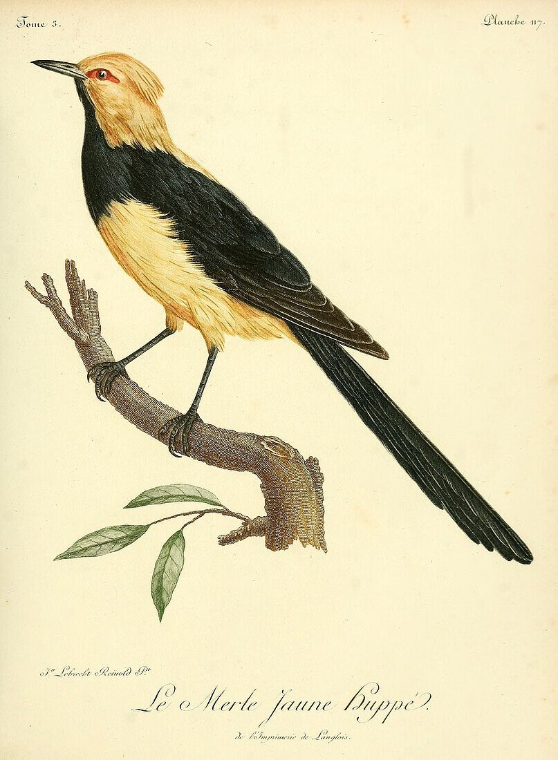 Blackbird, 18th century illustration