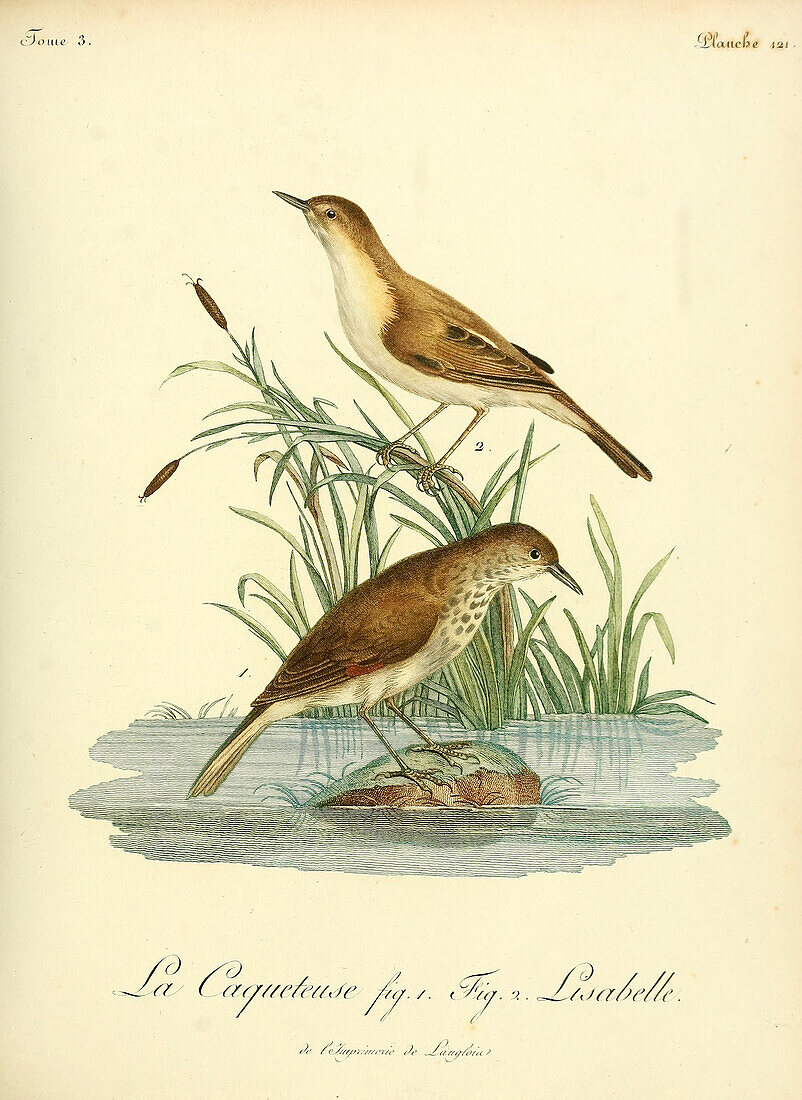Little rush warbler, 18th century illustration