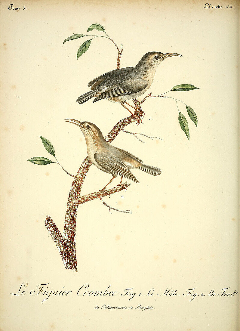 Figbird, 18th century illustration