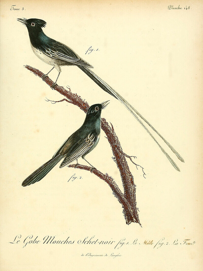 Flycatcher, 18th century illustration
