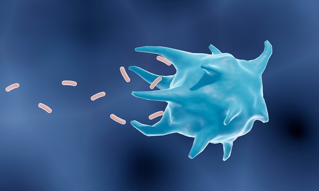 Macrophage phagocytosis, illustration