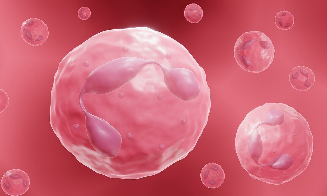 Neutrophil, white blood cell, illustration