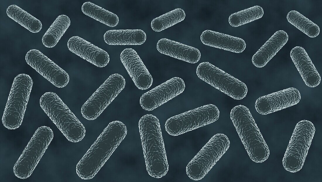 Bacteria microscopy, illustration