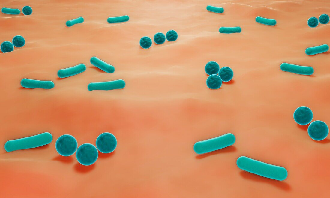 Skin bacteria, illustration