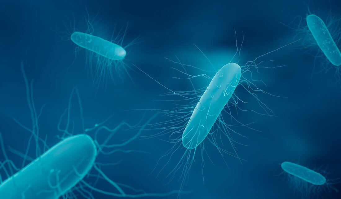 Clostridium difficle bacteria, illustration
