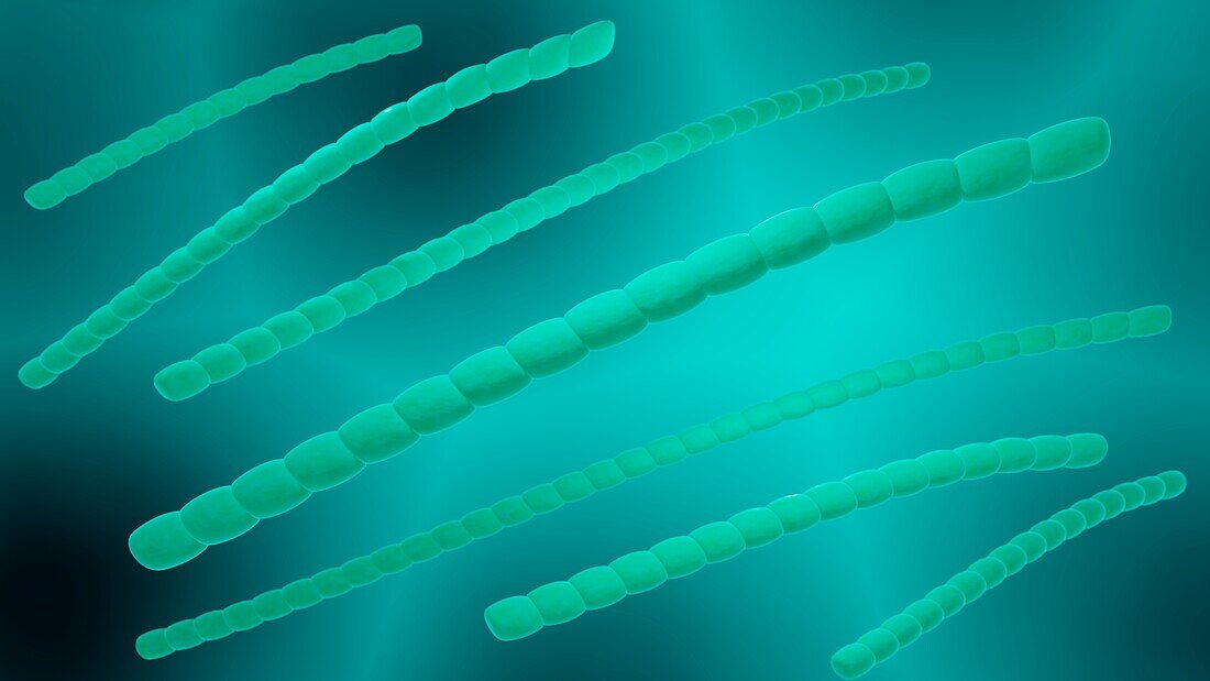 Cyanobacteria, illustration