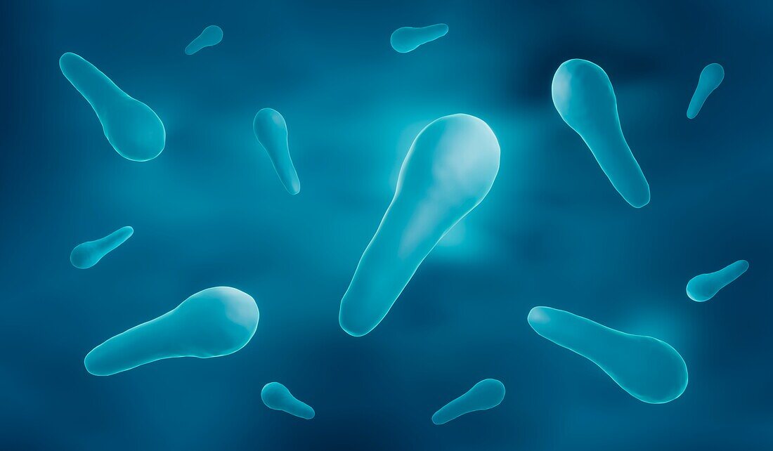 Clostridium tetani bacteria, illustration