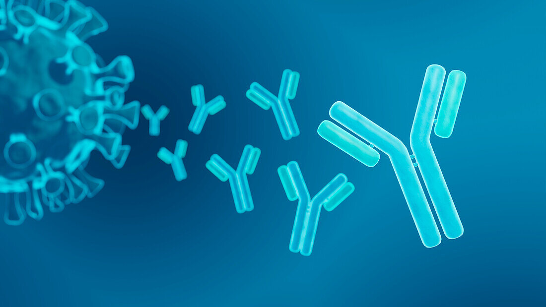 Antibodies, illustration