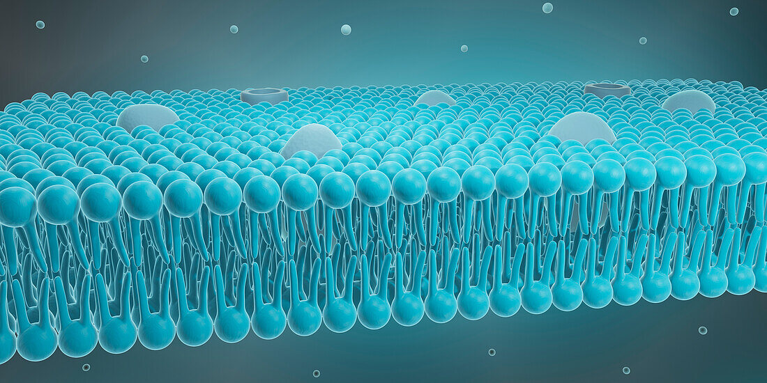 Cell membrane, illustration
