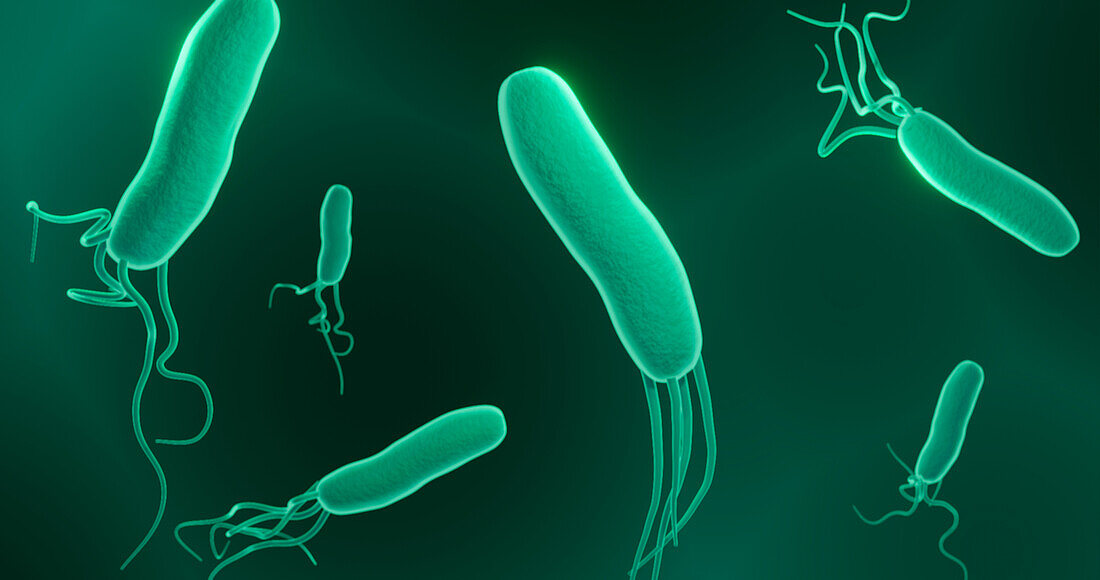 Helicobacter pylori, illustration