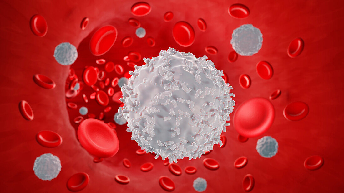 Leukocyte in the blood, illustration