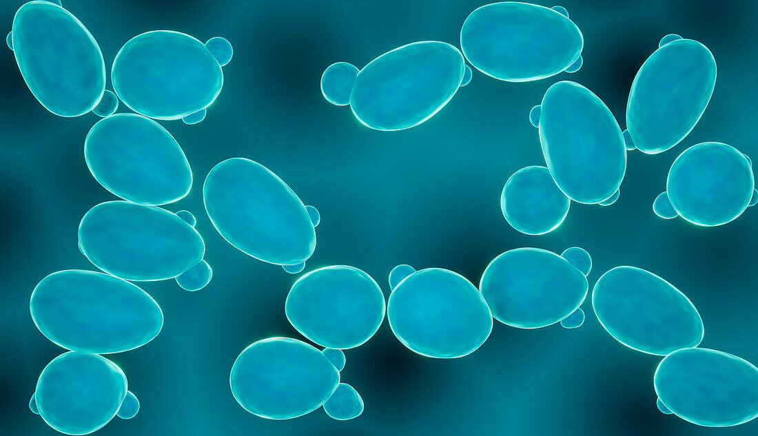 Probiotic Saccharomyces yeast, illustration