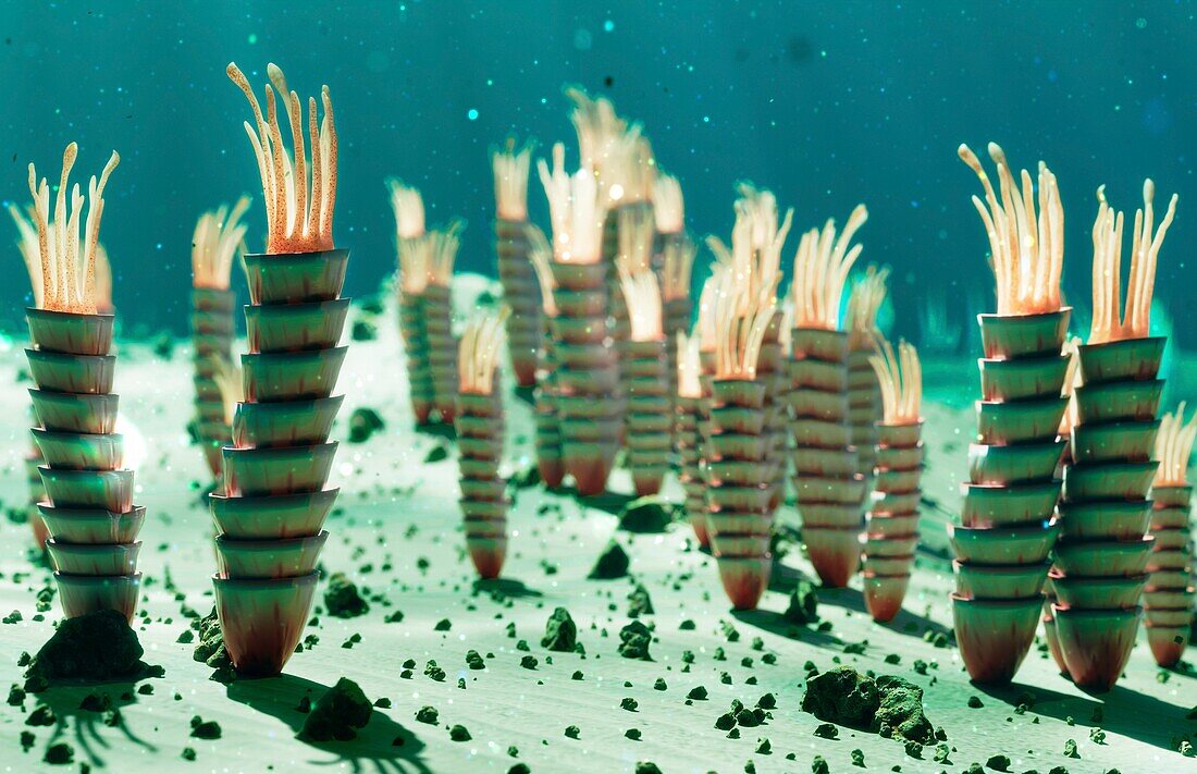 Ediacaran life forms on the seafloor