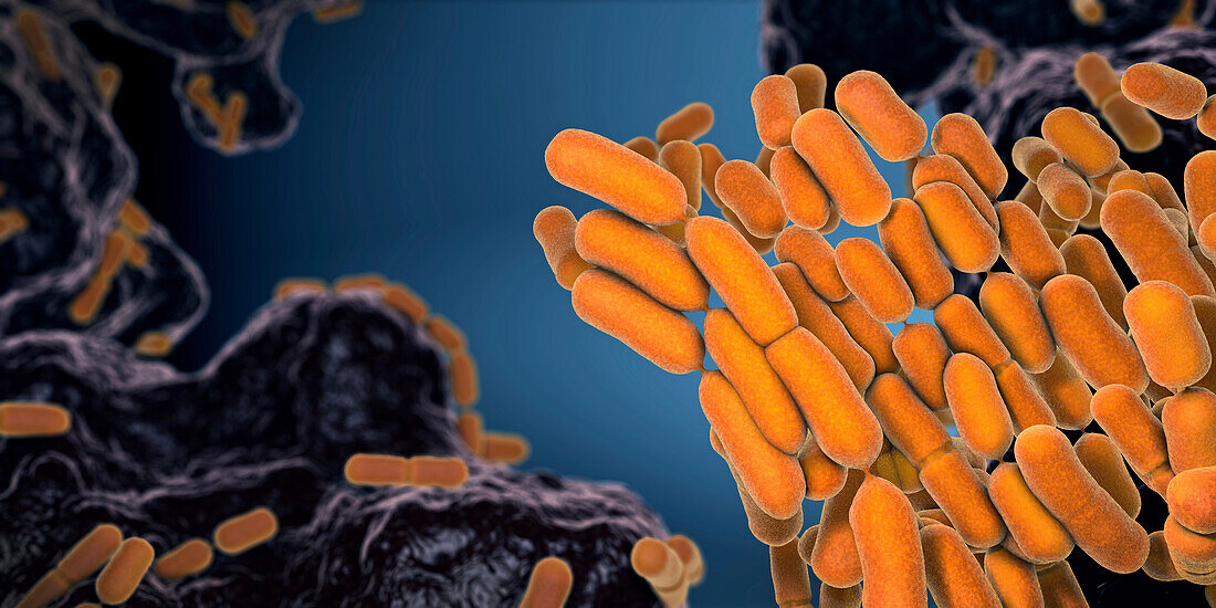 Escherichia coli bacteria inside intestine, illustration
