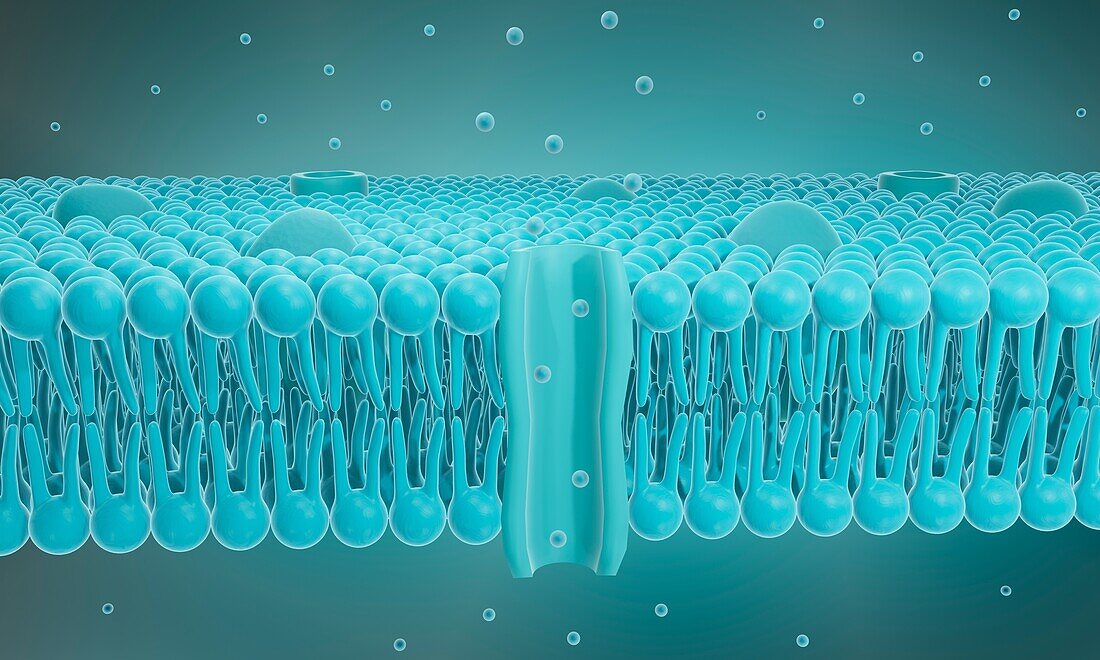 Cell membrane with ion channel, illustration