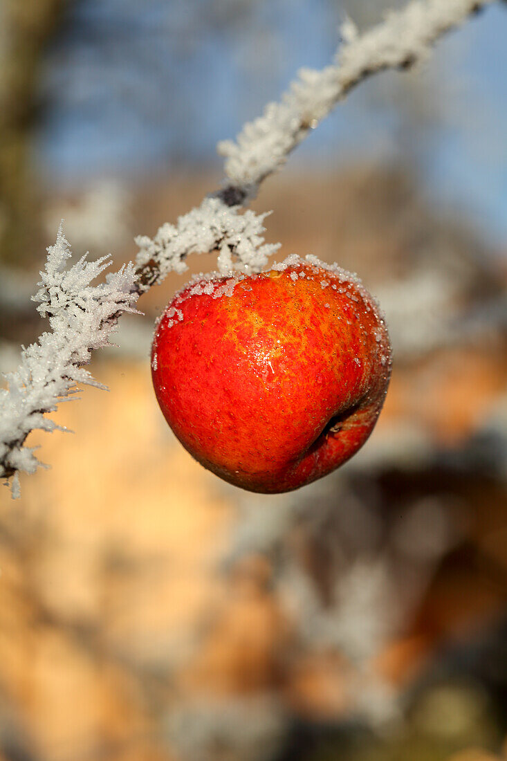 Apple on branch with frost