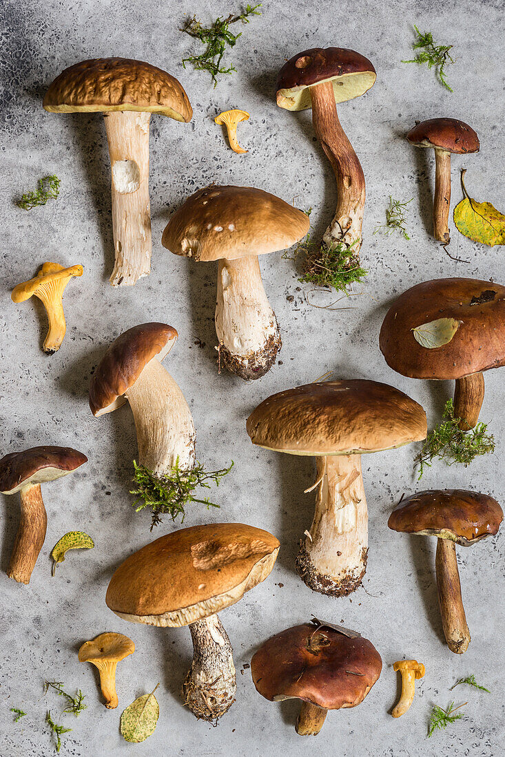 Wild Mushroom Pattern: Canterelles, Porcini, Red-Cap Bolete, Birch Bolete and Bay Boletes