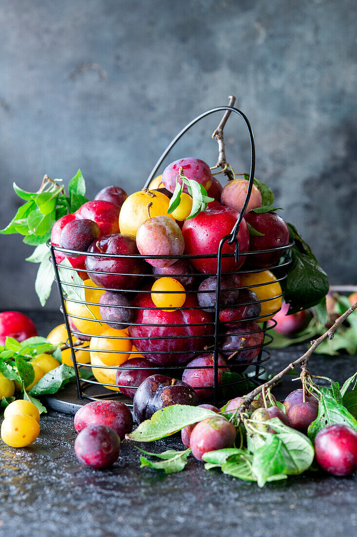 Colorful plums in a metal basket