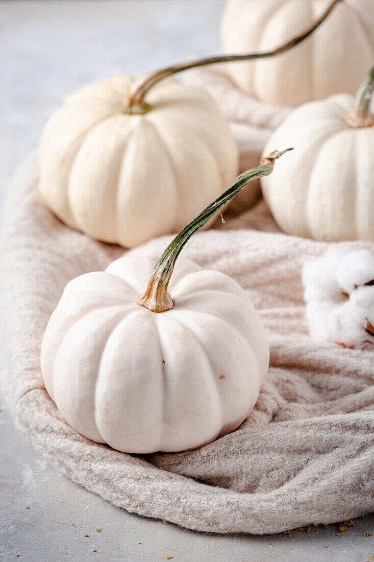 White pumpkin on the sweater