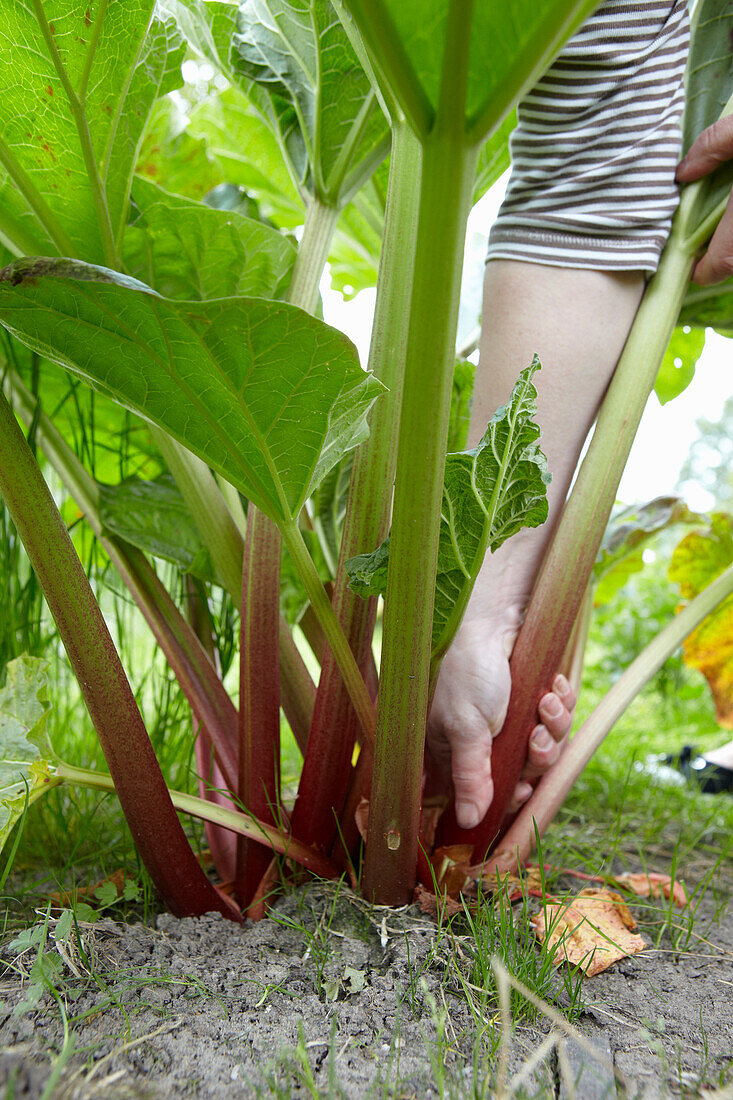 Rhubarb being picked