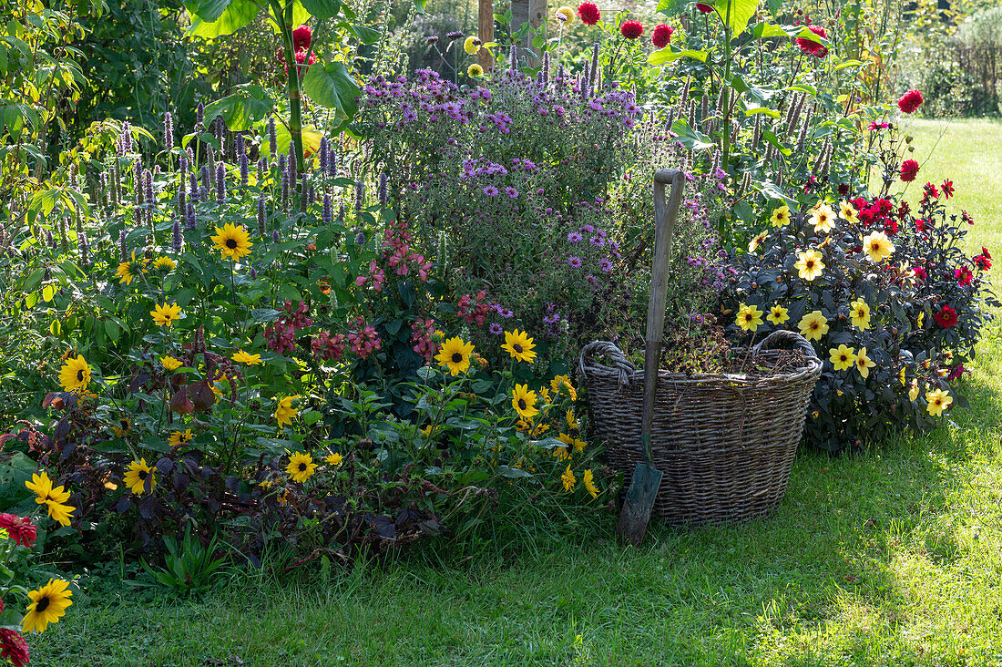 Spätsommerbeet mit Sonnenblumen, Duftnessel, Rauhblattaster, Dahlien, Fingerhut 'Raspberry Imroved' und Fuchsschwanz