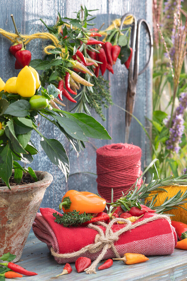 Harvest still life with chilli, pepper, rosemary and thyme, edible ornamental pepper 'Salsa' in pot