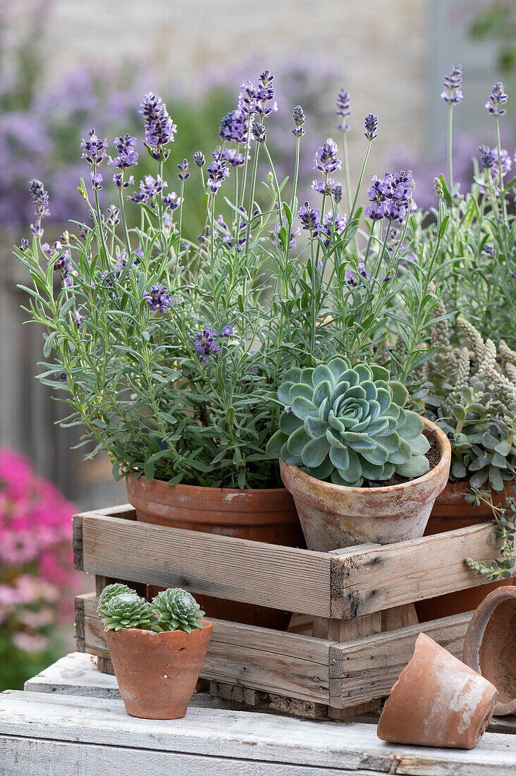 Lavender 'Belle Blue' and Echeveria in clay pots