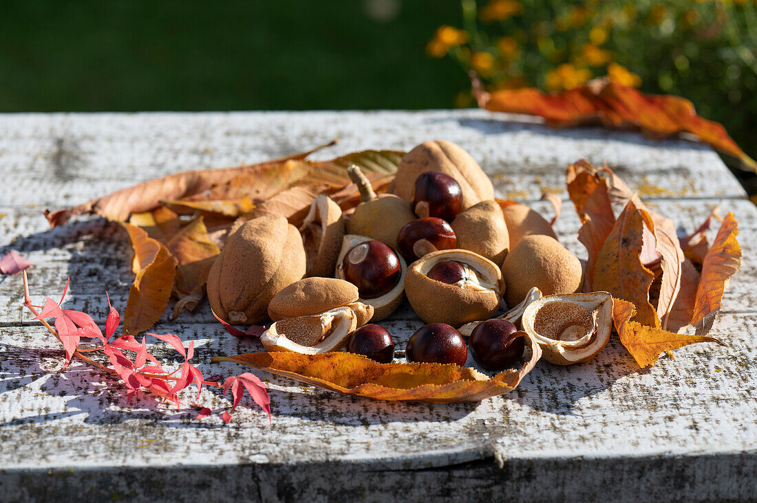 Nuts and fruit pods of the red horse chestnut in a wicker bowl