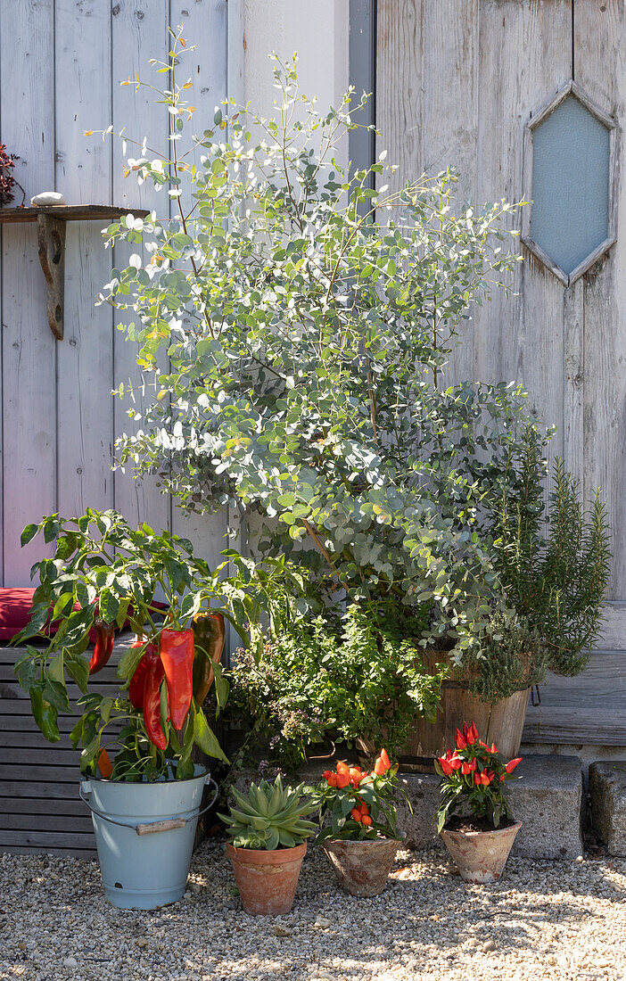 Arrangement at the garden house: peppers 'Kostas', edible ornamental peppers 'Salsa', eucalyptus, rosemary, oregano and echeveria