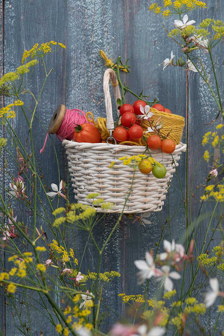Little basket of tomatoes and spools of thread hung on a board wall behind fennel and white gaura flowers
