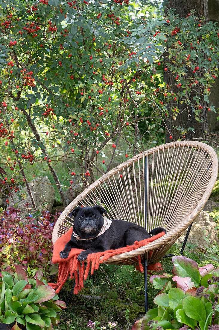 Dog Paula lying on a blanket in the Acapulco armchair, blue pike rose with rose hips, bergenia and Chinese plumbago