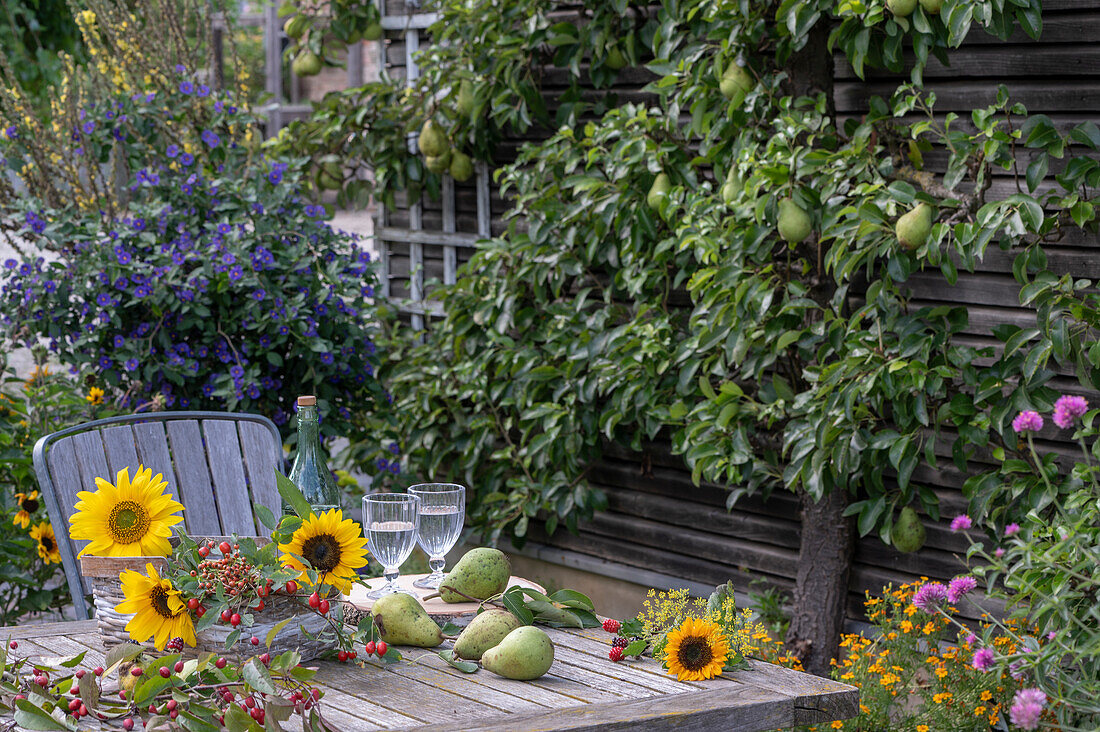 Autumnal table decorations with sunflowers, rose hips, pears, ornamental apples and fennel blossoms on a terrace with climbing pears and a gentian shrub