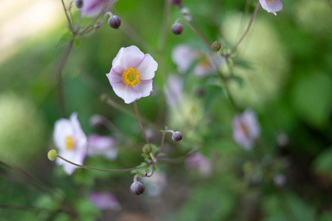 Autumn anemone (Anemone hupehensis var. japonica) in the garden