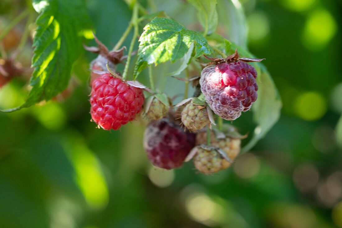 Raspberry begins to mould