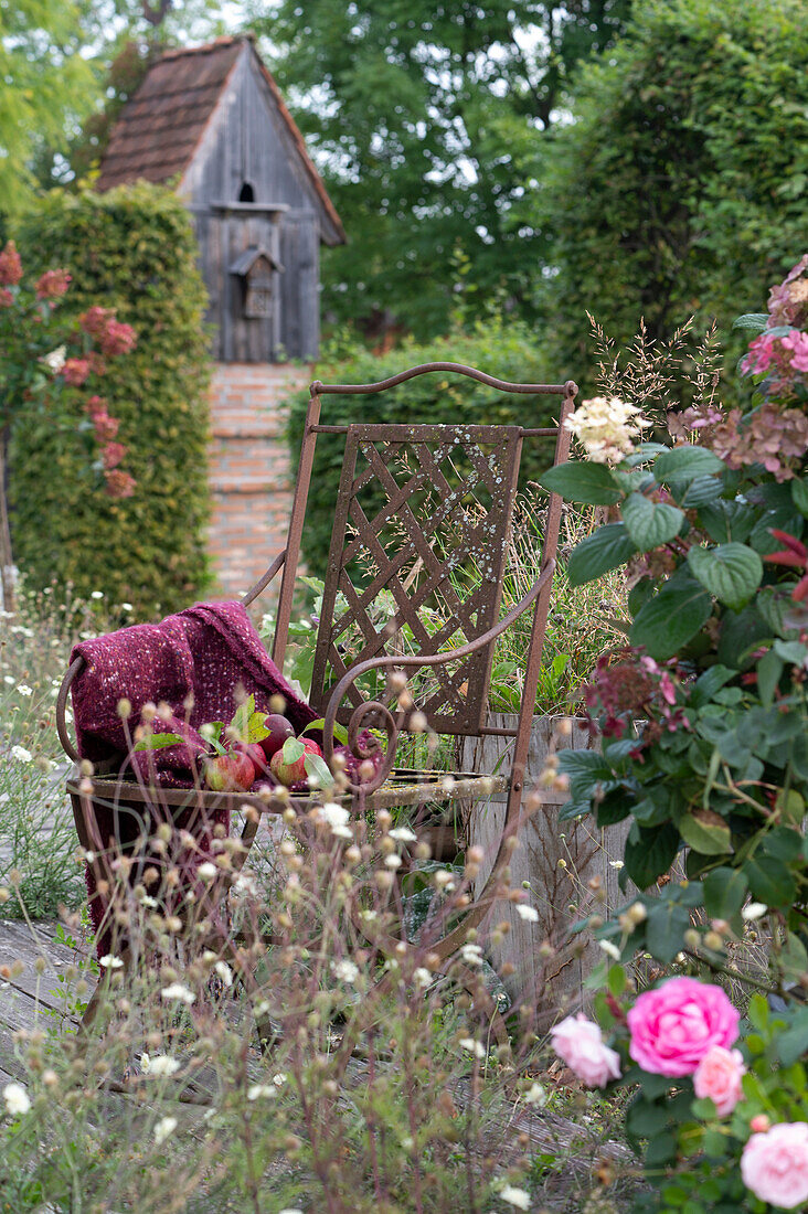 Sitzplatz neben Hortensie, Rose und Krätzkraut