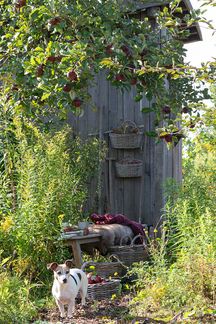 Small sitting area between apple tree and garden house, bench with fur and blanket next to goldenrod, basket with apples, dog Zula