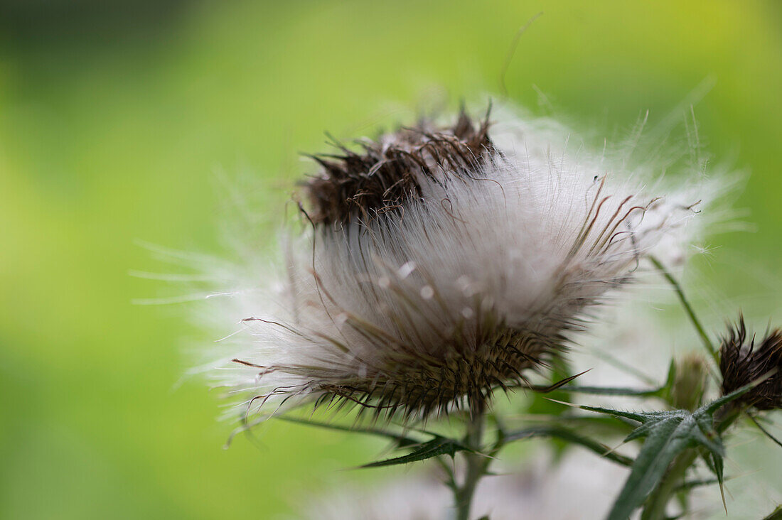 Seed heads of creeping thistle