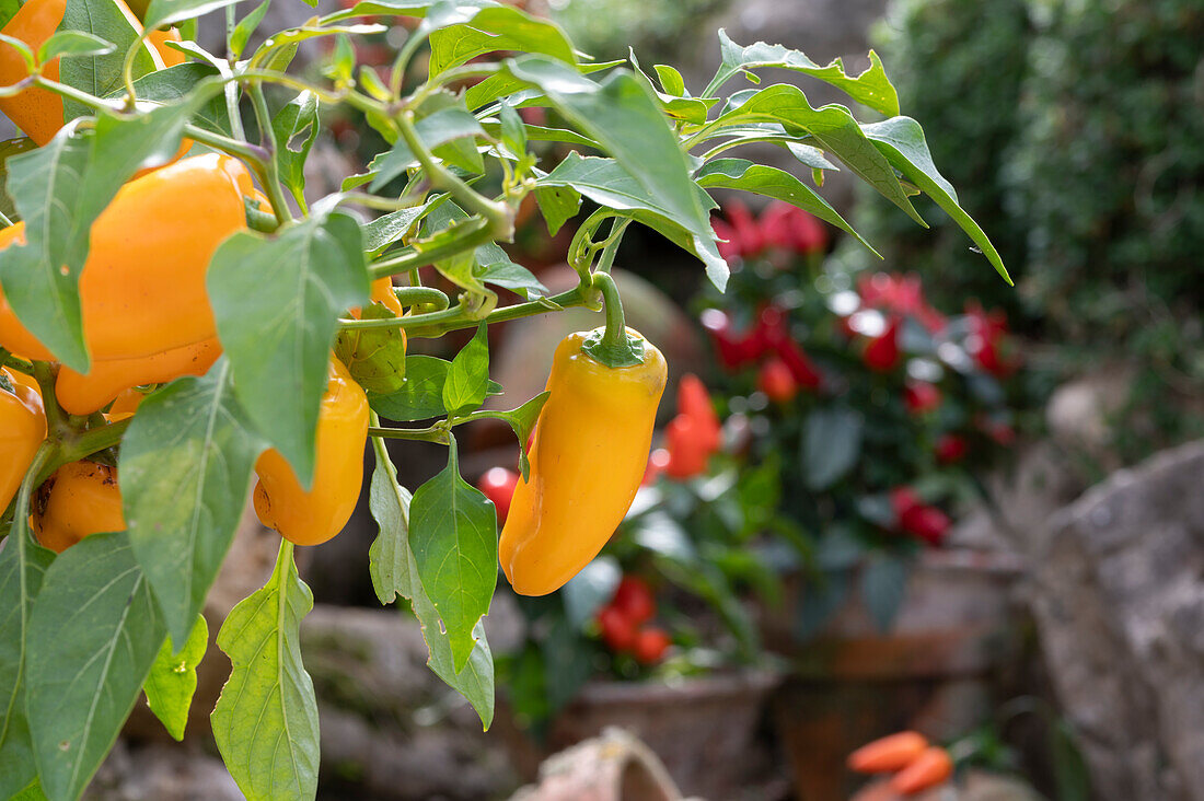 Snack peppers 'Snacky Yellow