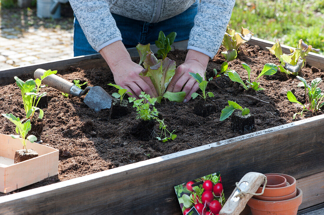 Frau pflanzt verschiedene Salate, Kohlrabi und Sellerie ins Hochbeet