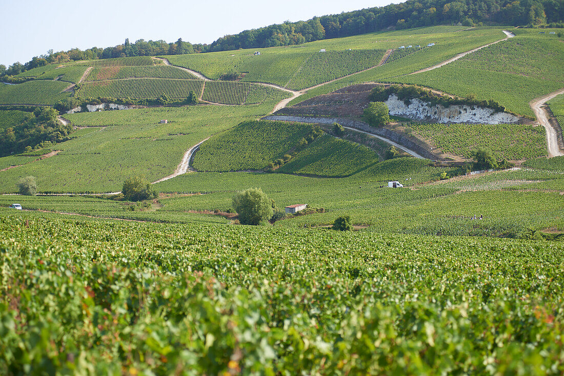 Champagne, vineyards landscape, harvest