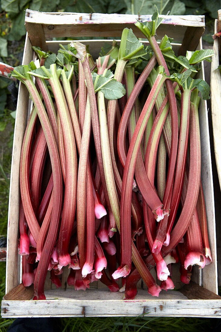 Freshly harvested rhubarb