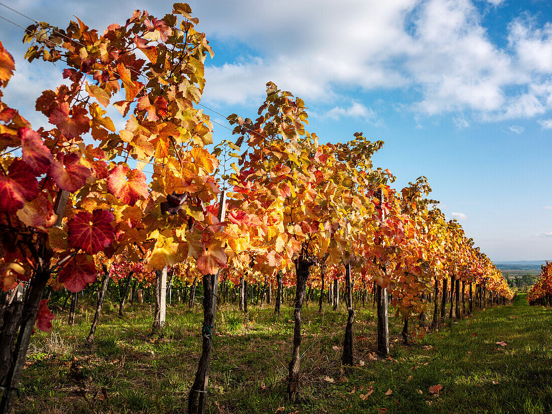 Herbstlich gefärbte Weinreben