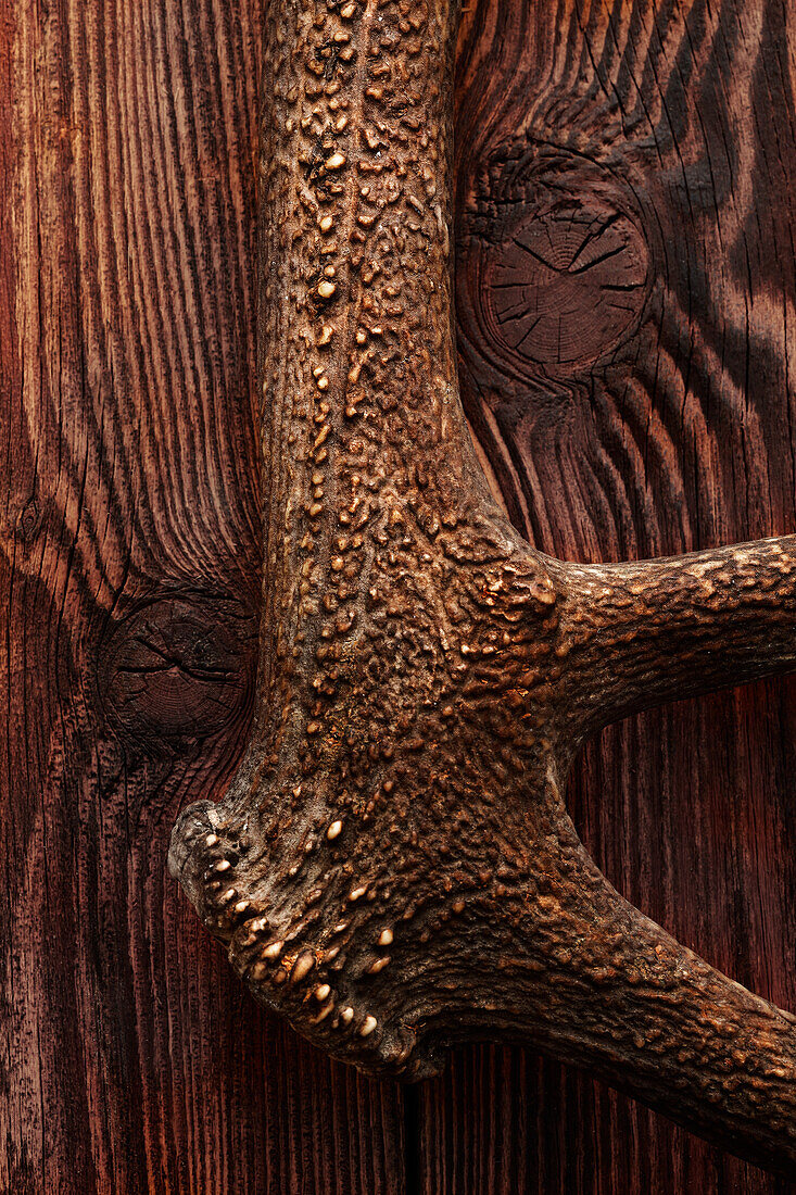 Deer antlers on a wooden background