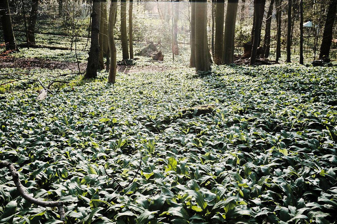 Ramsons (wild garlic) in a wood